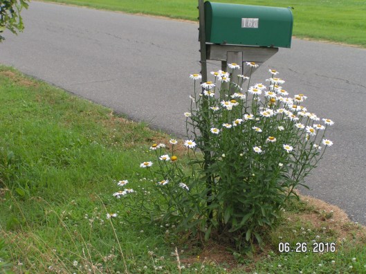 MINOLTA DIGITAL CAMERA