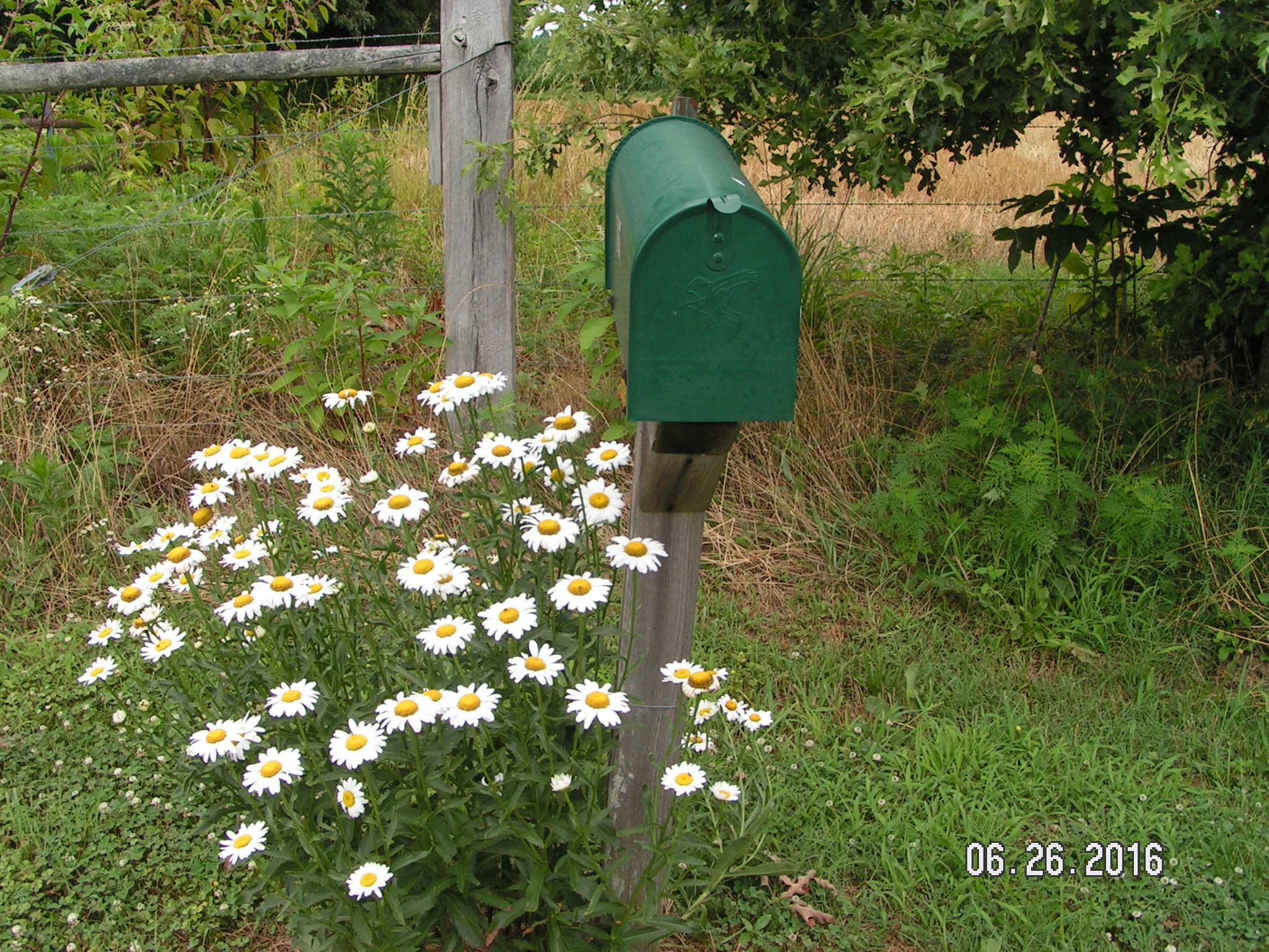 MINOLTA DIGITAL CAMERA