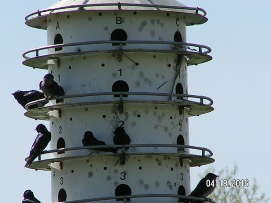 MINOLTA DIGITAL CAMERA