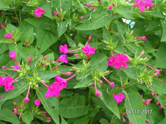 MINOLTA DIGITAL CAMERA