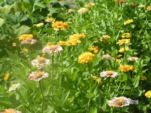 MINOLTA DIGITAL CAMERA