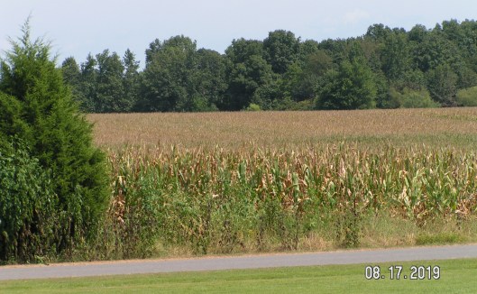 cornfield in August