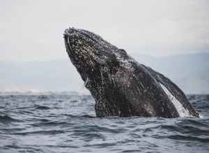 gray whale