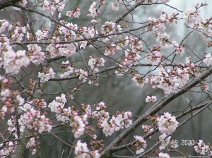 MINOLTA DIGITAL CAMERA