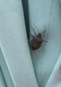 brown marmalade stink bug
